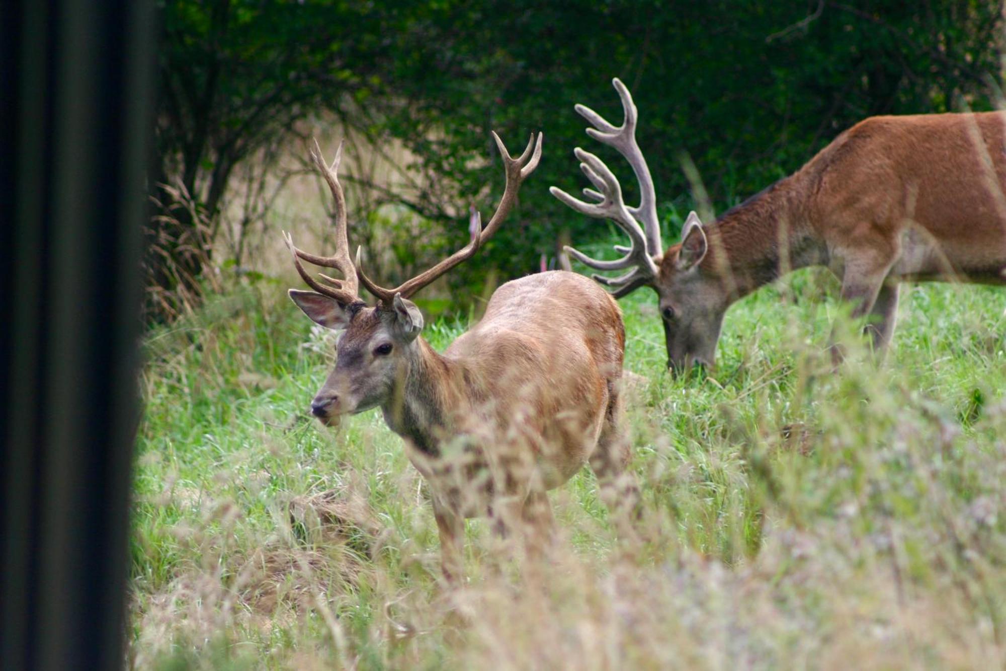 Brown Deer - Z Sauna Na Tarasie, Jacuzzi I Widokiem Na Gory - By Deer Hills Luxury Apartments Kocon Εξωτερικό φωτογραφία