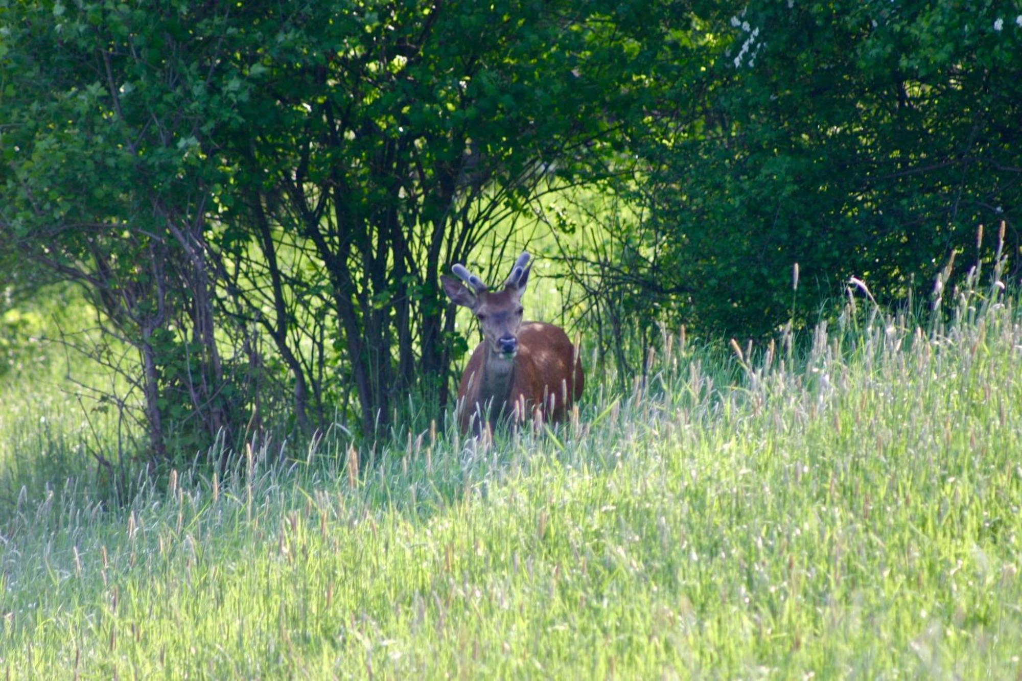 Brown Deer - Z Sauna Na Tarasie, Jacuzzi I Widokiem Na Gory - By Deer Hills Luxury Apartments Kocon Εξωτερικό φωτογραφία